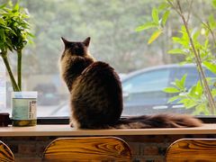 -豆逗聊愈猫阁Easy Life