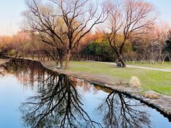 -上海共青森林公园