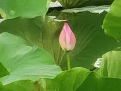 -长春市南湖公园