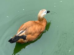 -太阳部落