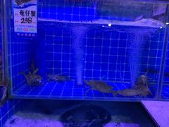 -台山美食一绝阿四台山黄鳝饭(阿四创作店)