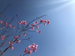 -绵阳盛世樱花悠乐谷