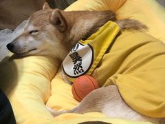 -逗柴咖啡屋·狗咖猫咖宠物桌游