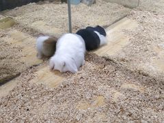 -龟与熊猫宠物公园(南坪店)