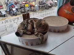 -喵屿·大理花园猫咖