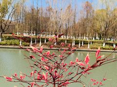 -九科绿洲