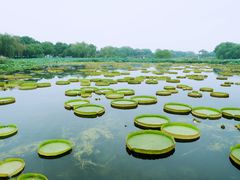 -荷塘月色湿地公园·向阳花洲
