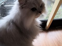 -李小姐の猫咖啡馆(五角场店)