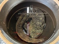 -印象鲵宴·张家界地标美食名片(溪布街店)