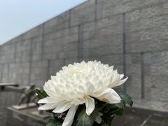 -侵华日军南京大屠杀遇难同胞纪念馆