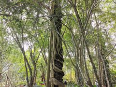 -中国科学院西双版纳热带植物园