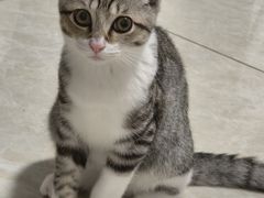 -瑞派康怡24h宠物医院·犬猫医疗中心·微创绝育(瑞景分院)