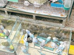 -青石桥花鸟鱼虫市场(叠翠城店)