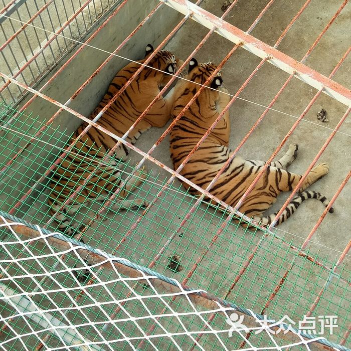 东莞寮步香市动物园