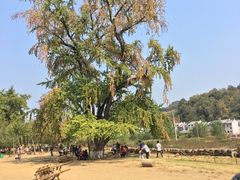 -千年银杏谷文化旅游区