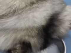 -派美特宠物医院·核磁CT·骨科肿瘤·疑难转诊(沈农禾丰店)