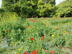 -上海共青森林公园