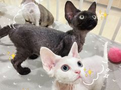 -十年猫舍·猫咪专门店(普陀店)