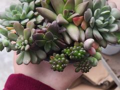 -三圣花乡旅游区