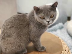 -momokira米努特·德文卷毛猫·棉花面纱犬