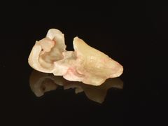 -精德口腔·种植修复·儿牙中心(财富中心店)