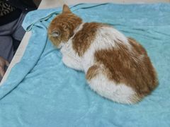 -瑞鹏宠物医院·猫科·宠保定点(梅溪湖分院)