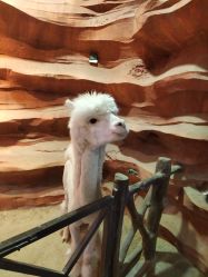 -酷嗒动物文化乐园(cutezoo西溪乐天城店)