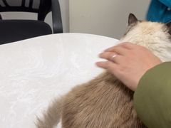 -中农国际动物医院24小时·猫科·骨科·急重症中心