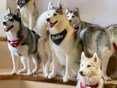 -Husky Go! 哈士奇体验馆·宠物咖啡厅狗咖