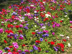 -上海鲜花港