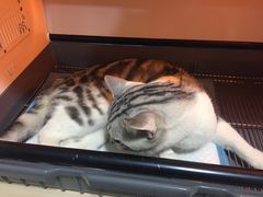 -瑞派宠物医院(锦江店)