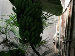 -北戴河集发农业梦想王国