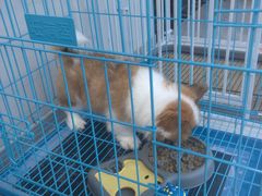 -艾贝尔宠物医院 ·内科全科(梁溪路店)