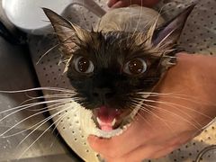 -PETKIT小佩宠物·低压洗护(国顺东路店)