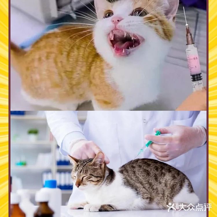 我还是个小猫咪我为什么要打疫苗？【盛京万博宠物医院】