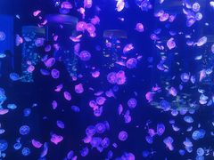 -顺德南宏海立方海洋公园