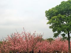 -天适樱花悠乐园