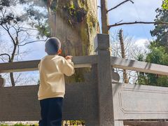 -天目山大树王景区