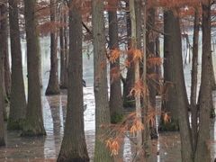 -白鹭湾湿地公园