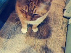 -小时光咖啡馆(开森度假森林店)