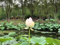 -东郊湿地公园