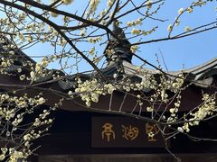 -香雪海