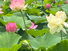 -荷塘月色湿地公园·向阳花洲