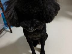 -芭比堂动物医院·心脏专科·夜诊·吉雅分院