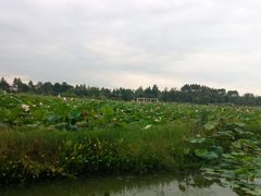 -白鹭湾湿地公园