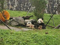 -都江堰中华大熊猫苑
