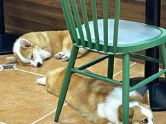 -柯斗斗主题餐厅·狗咖·围炉煮茶·茶饮(国瑞升平里店)