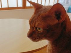 -Let's go狗咖·猫咖·奶狗·桌游(春熙路IFS店)