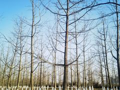 -汉长安城未央宫国家考古遗址公园