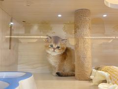 -柚子猫舍·精品猫舍购猫·猫咪认养·购宠·宠物店